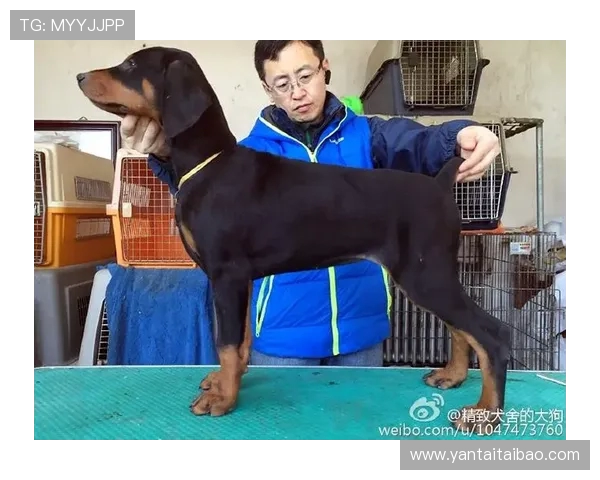 大狗解说微博叫啥?怎么看他发的攻略? 大狗解说微博叫啥?怎么看他发的攻略?